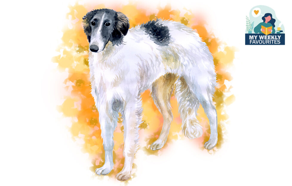 A wolfhound Illustration: Shutterstock