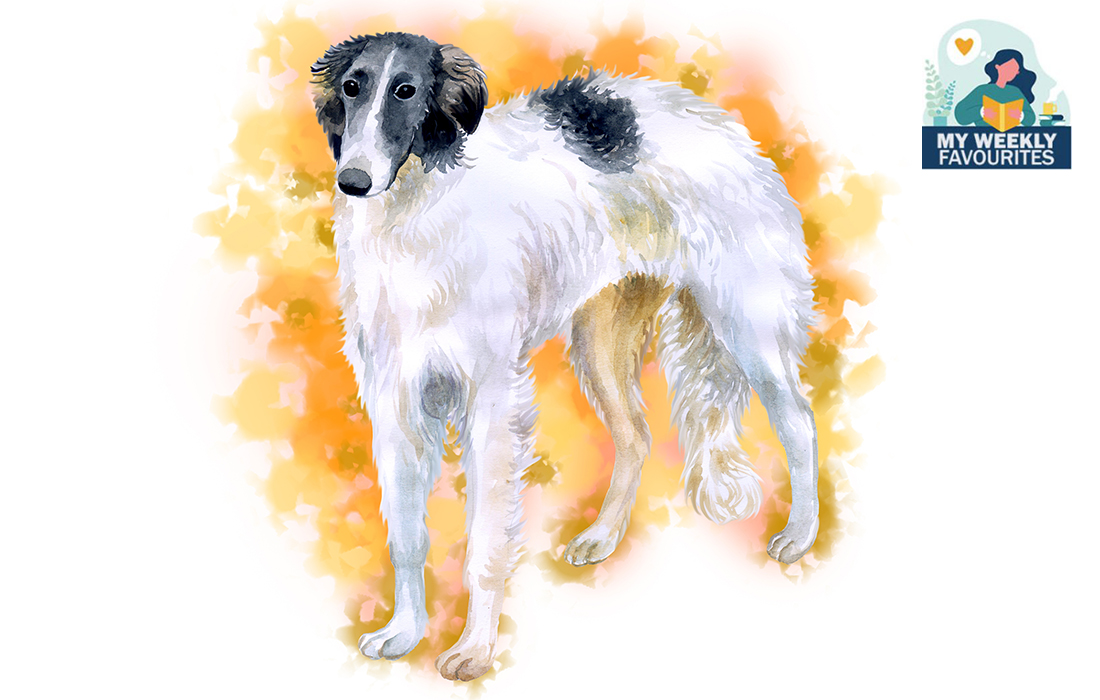 A wolfhound Illustration: Shutterstock