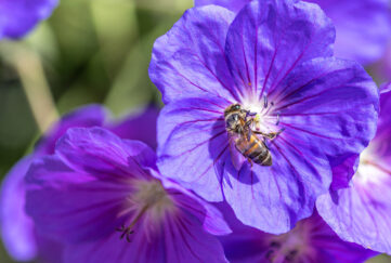 Honeybee collecting nectar pollen from a purple Geranium Rozanne, also known as Gerwat or JollyBee;