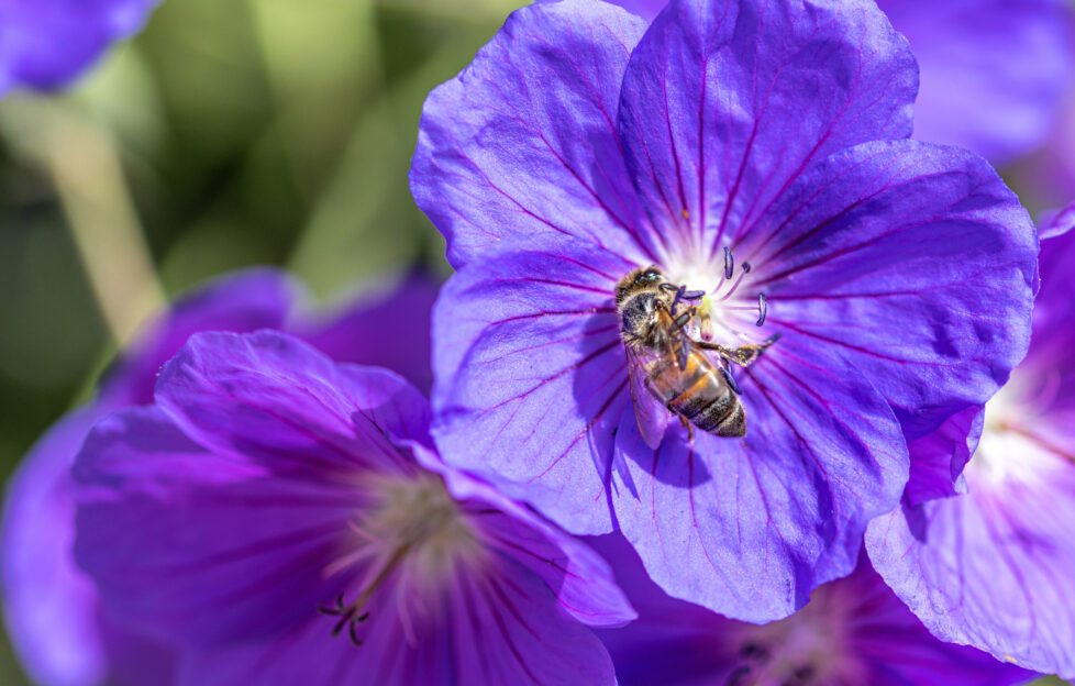 Honeybee collecting nectar pollen from a purple Geranium Rozanne, also known as Gerwat or JollyBee;