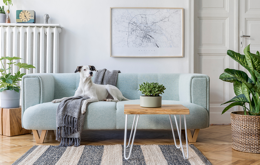 A dog on beautiful sofa Pic: Shutterstock