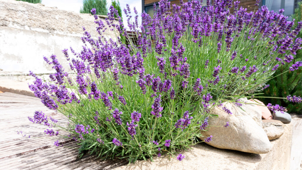 Bushes of lavender in landscape design. Lavender in the garden. The aromatic French Provence lavender grows surrounded by white stones and pebbles in the courtyard of the house.; 