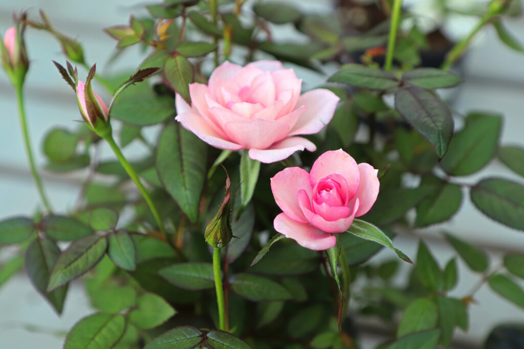 A potted mini pink rose in bloom.; 
