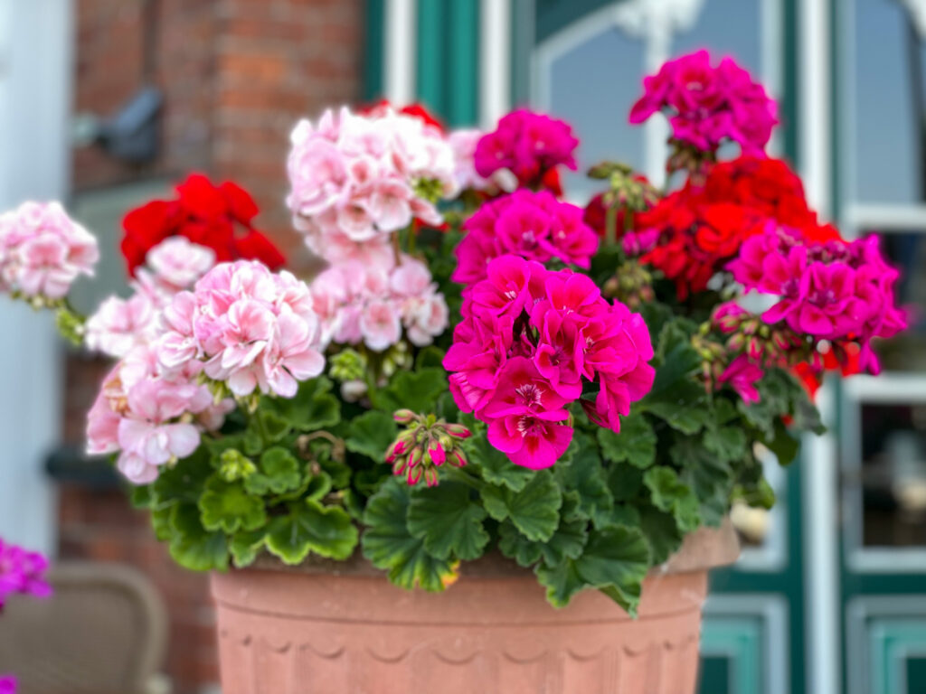 Vibrant red and pink blooming geranium flowers in decorative flower pot close up, floral wallpaper background with mixed red and pink geranium Pelargonium; 