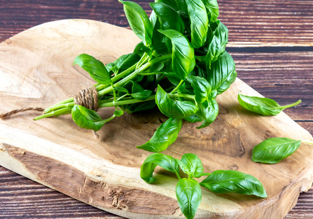 bunch of fresh basil on a cutting board on the wooden background; 