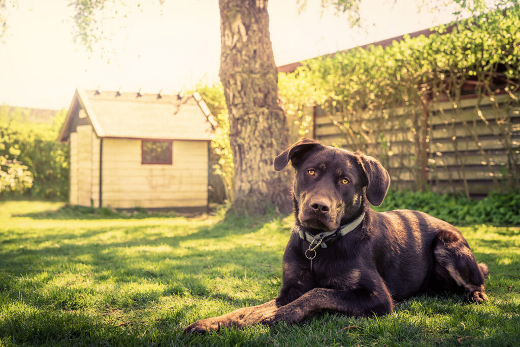 Brown labrador in garden lying in the shade