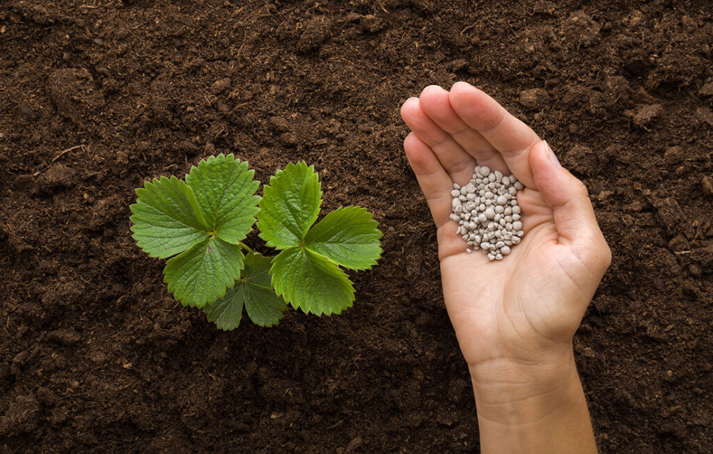 Young adult woman palm holding complex fertiliser granules for green small strawberry plant on dark brown ground background. Closeup. Root feeding. Preparation work in garden.; 
