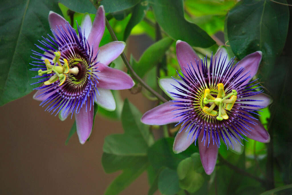 Passiflora plant with flowers, climbing plant; 
