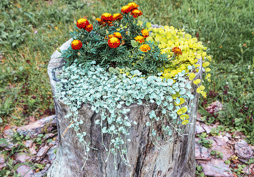 Flowers in an old tree stump Pic: Shutterstock