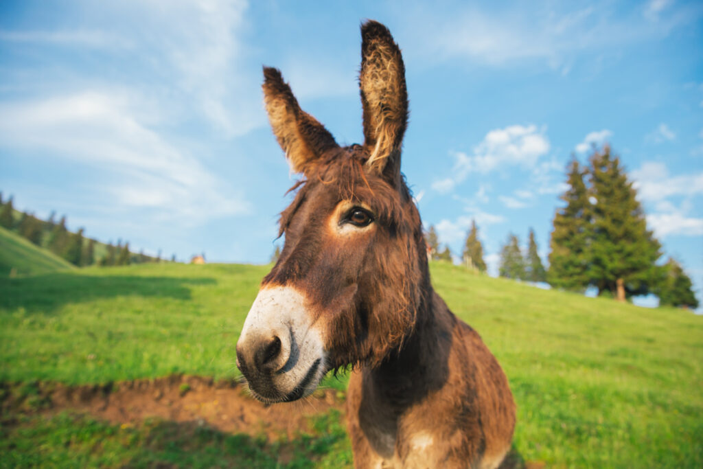 Happy donkey in a field on a hill