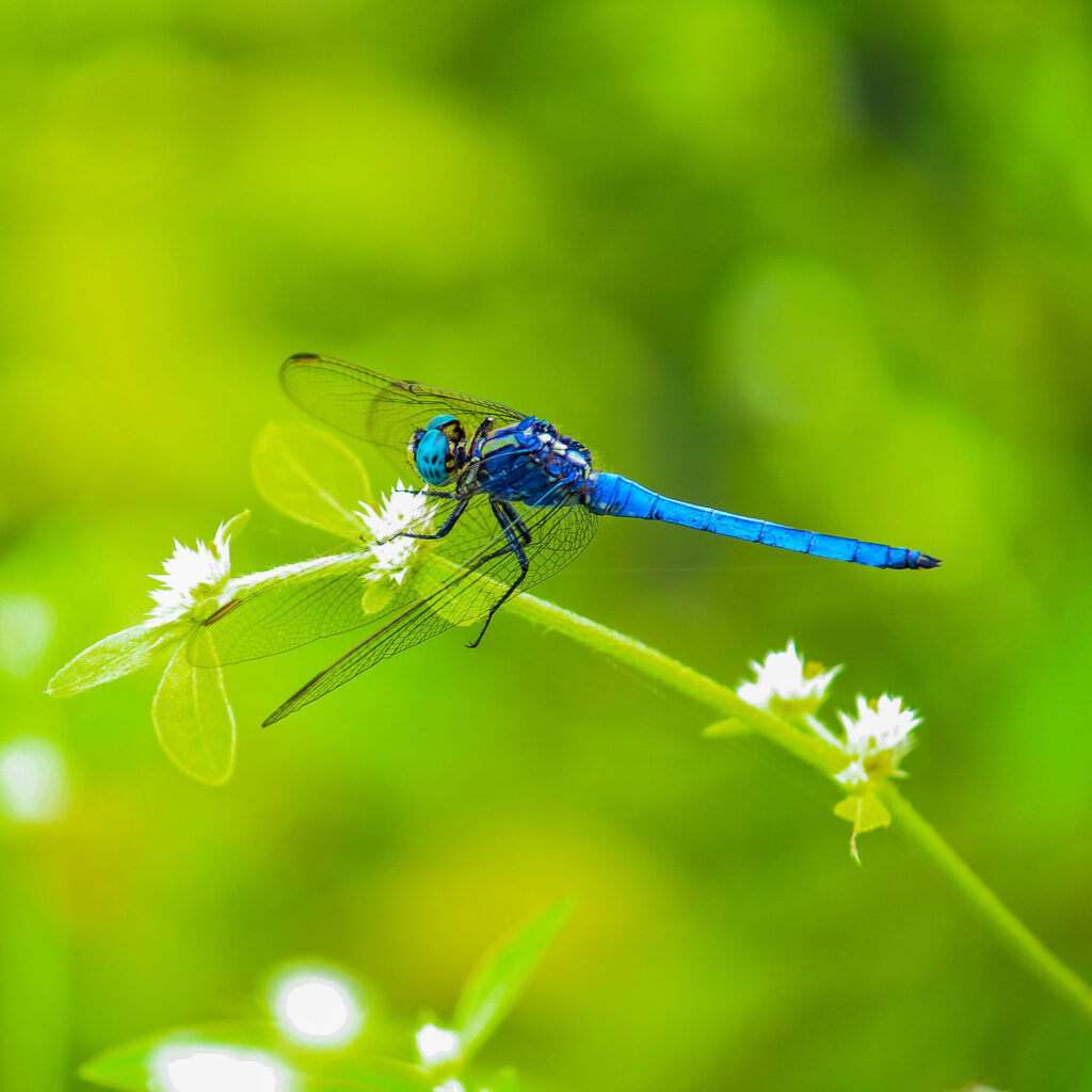 Blue dragonfly on a stem of white tufted flowers