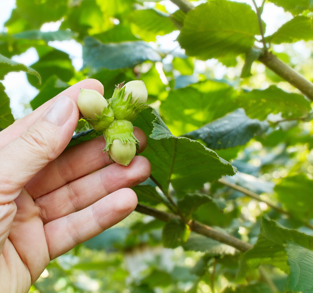 Human hand holding green hazelnuts on the branch. 