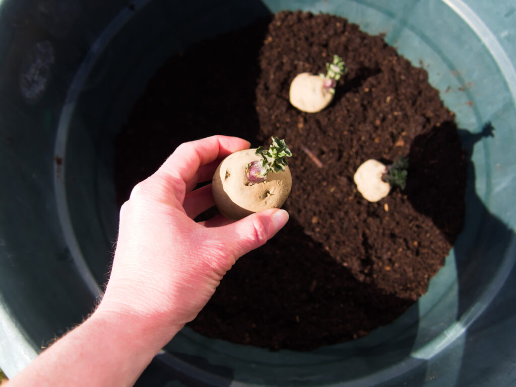 Setting Epicure potatoes in a pot - container gardening; 