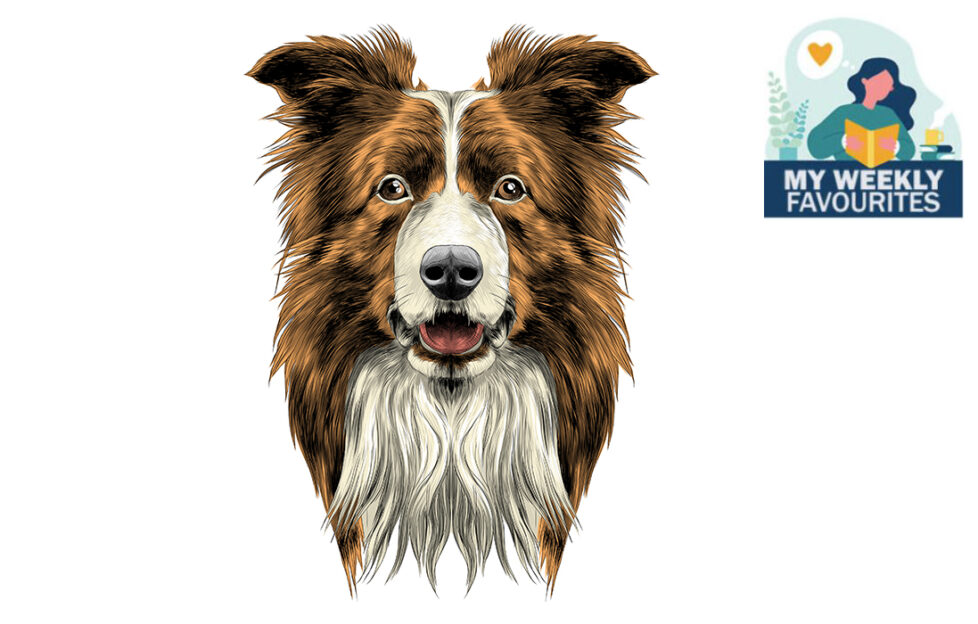 Collie dog Illustration: Shutterstock