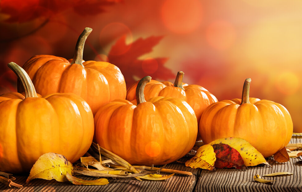 A selection of pumpkins Pic: Shutterstock