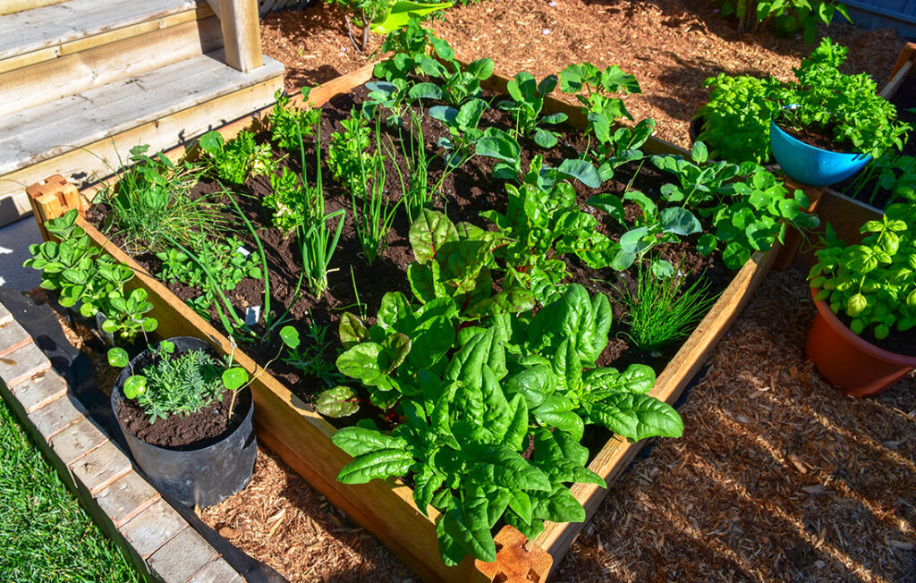 A vegetable raised bed Pic: Shutterstock