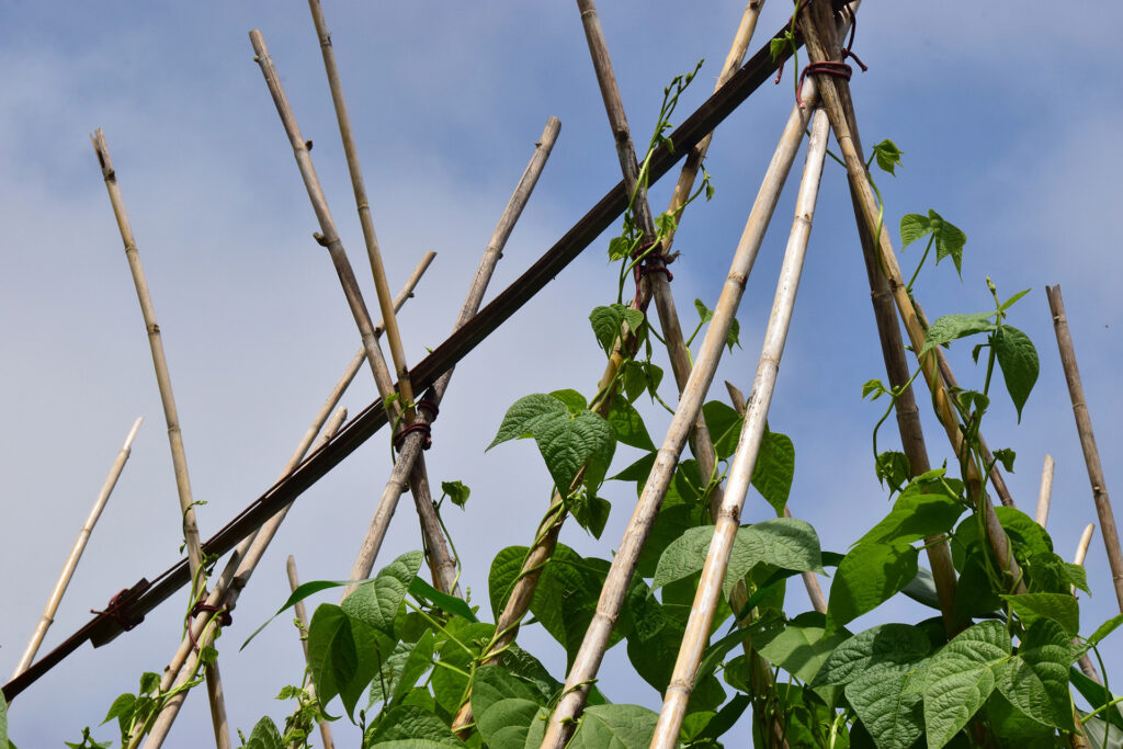 Climbing beans grow up on a pole frame