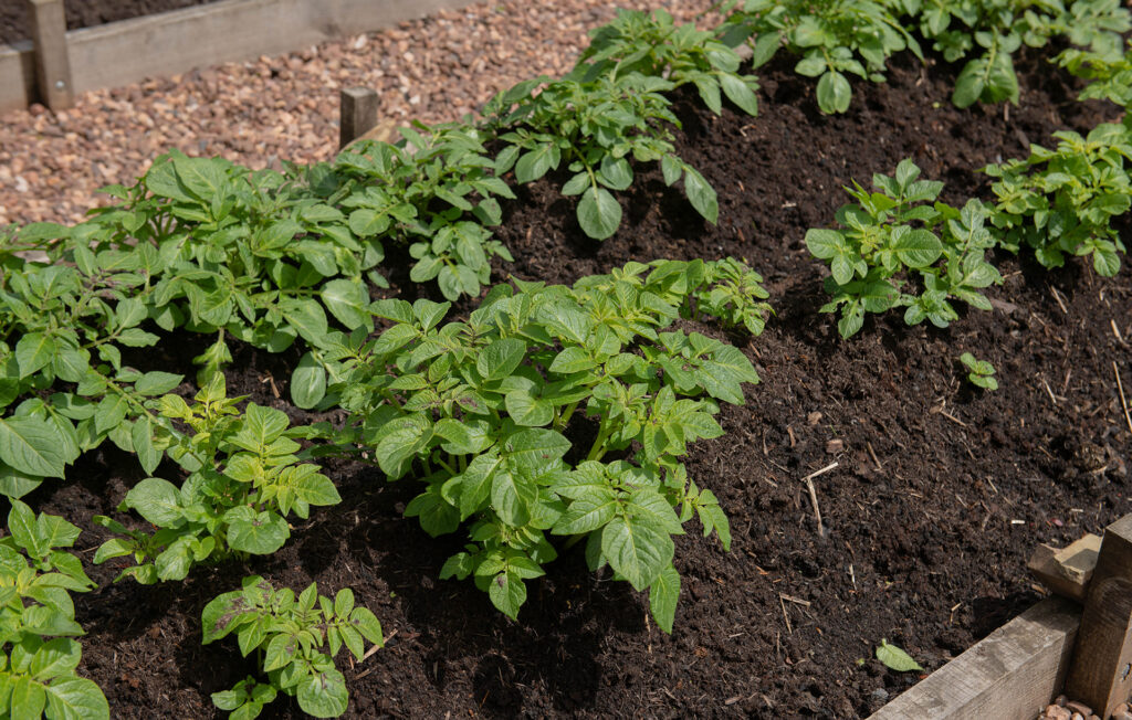 Potatoes in a raised bed, an ideal vegetable to plant in May