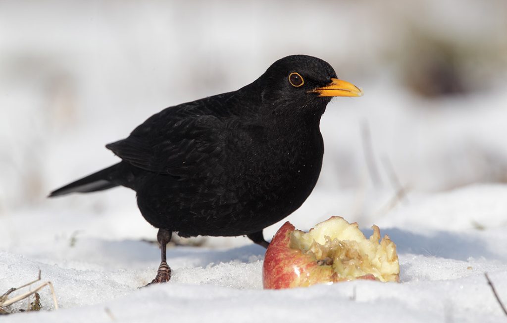 A blackbird enjoying an apple
