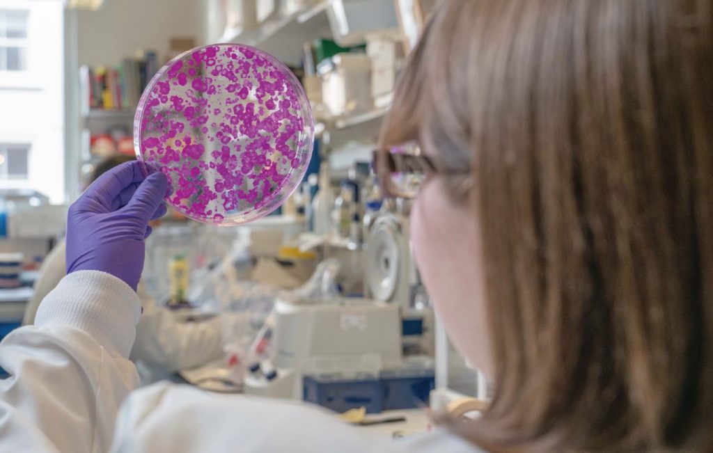 A scientist looking in a petri dish