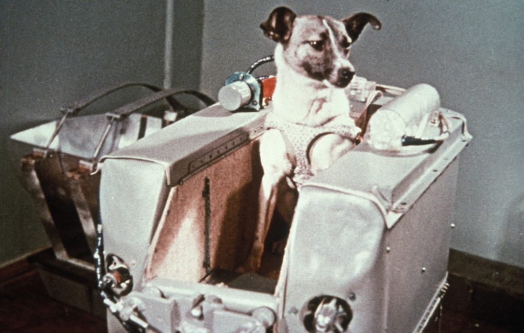 The first dog in space, in the sputnik 2 capsule