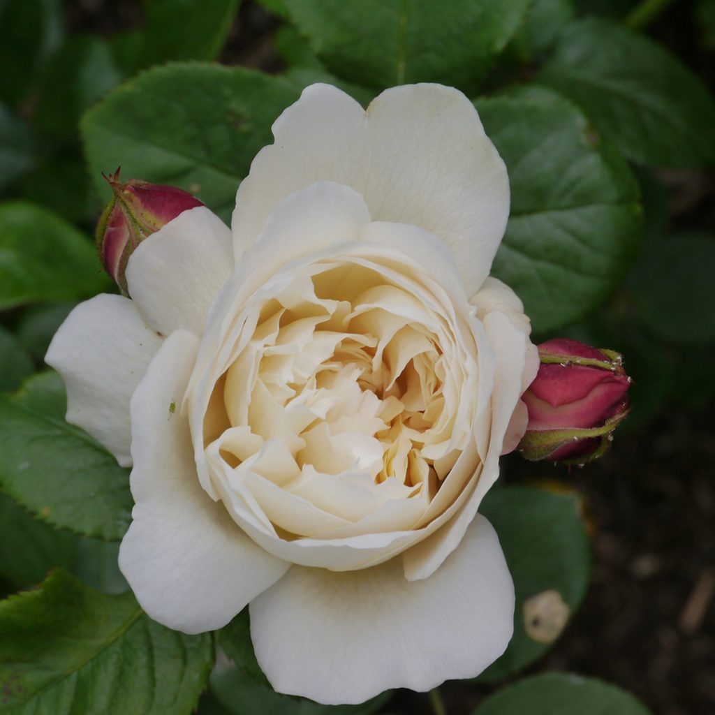 Flowering Cream White English Rosa WILLIAM AND CATHERINE Rose Bush