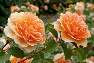 Rosa 'Dame Judi Dench' English Rose Shrub