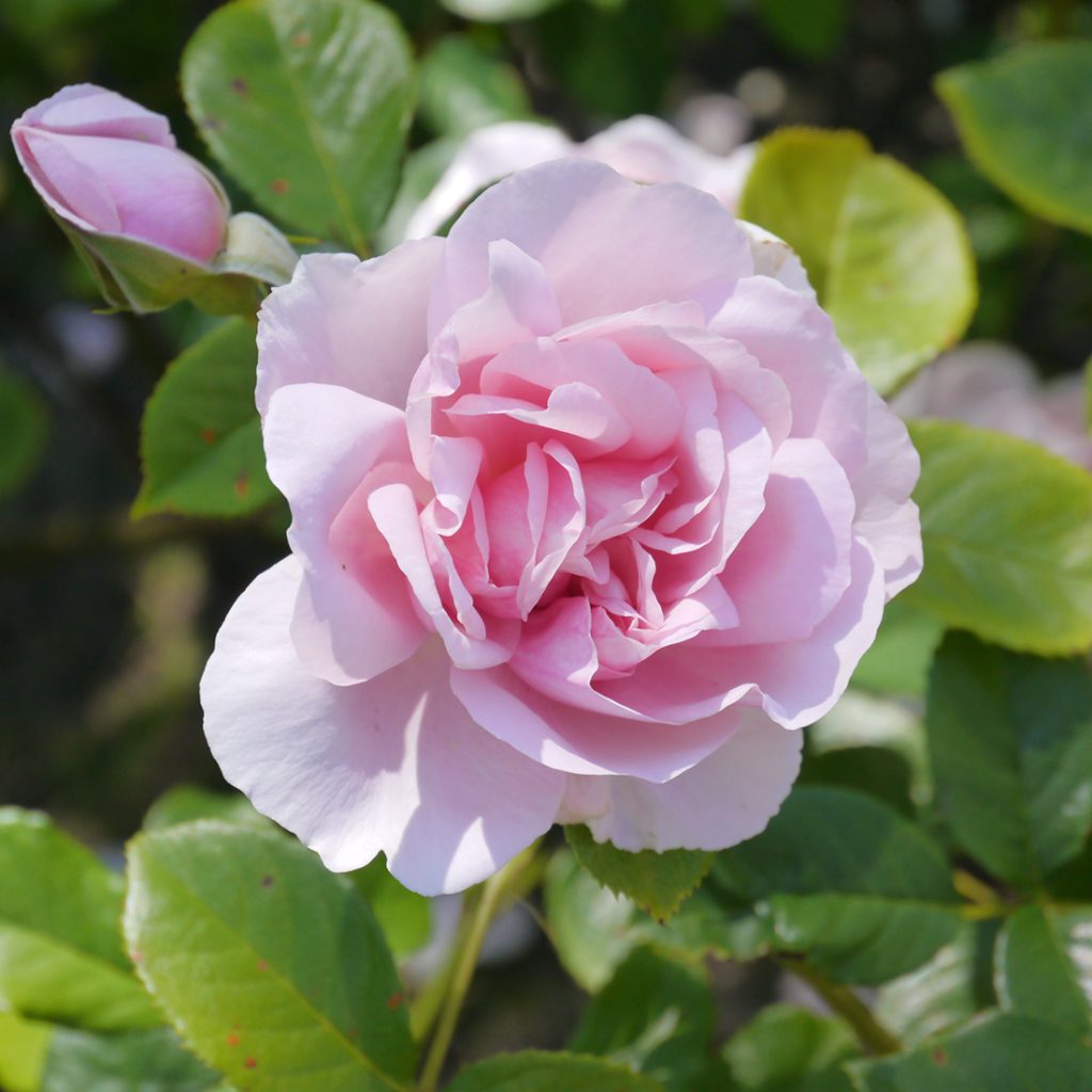 Flowering Pink English Natasha Richardson Rose Bush