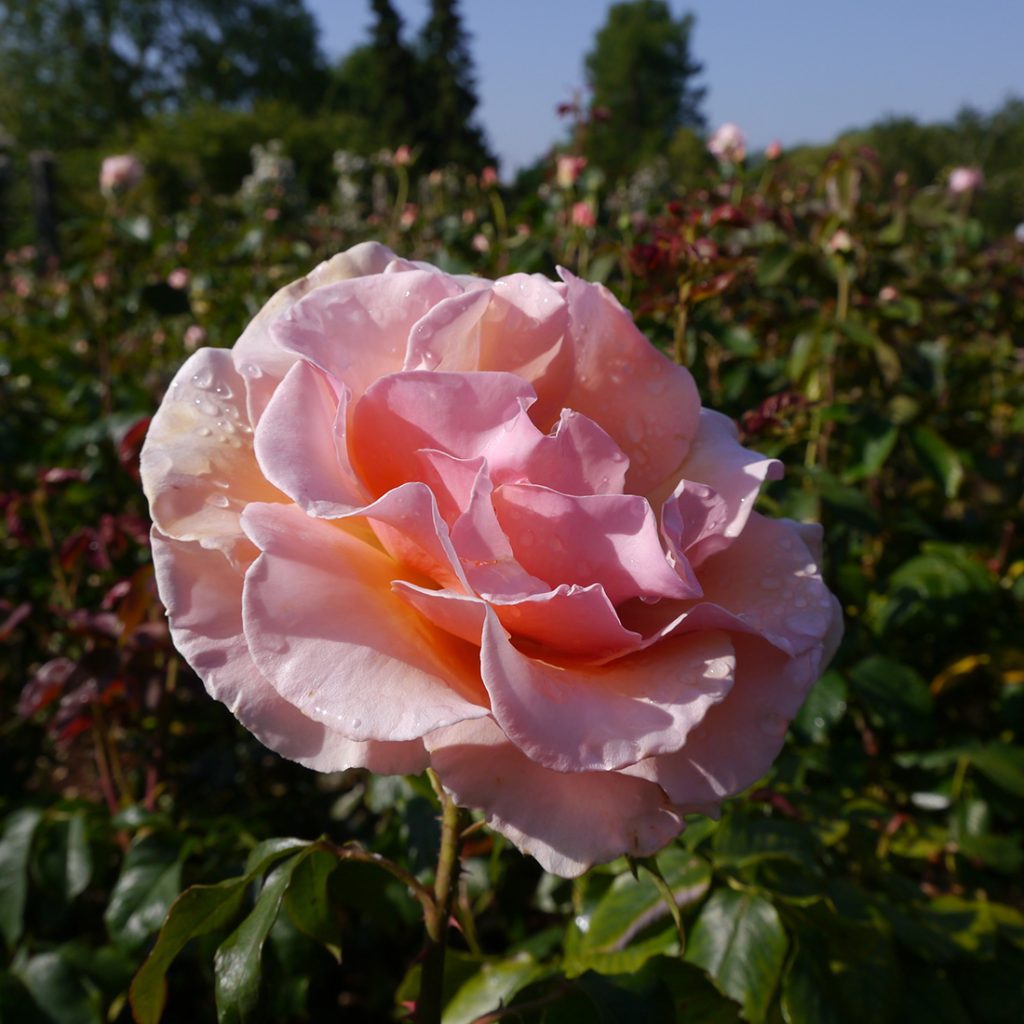 Thelma Barlow Pink English Rose
