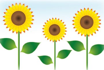 Illustration of a row of three sunflowers