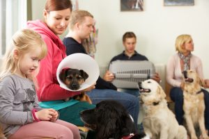 A vet waiting area filled with people and their pets, mostly dogs and one cat in a box. The main two subjects are a lady wearing a pink jumper and holding a dog wearing a cone, and her daughter who is a toddler and is playing with another dog.