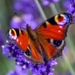 Grow A Secret Garden For Butterflies