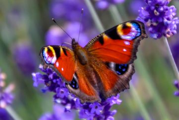 Close up view of a beautiful Peacock butterfly on lavender
