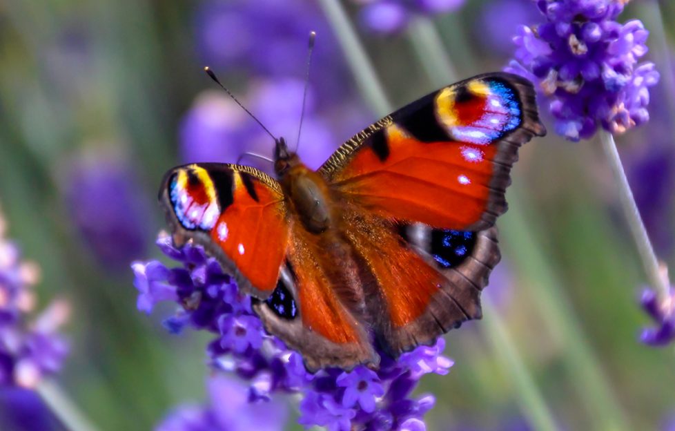 Close up view of a beautiful Peacock butterfly on lavender