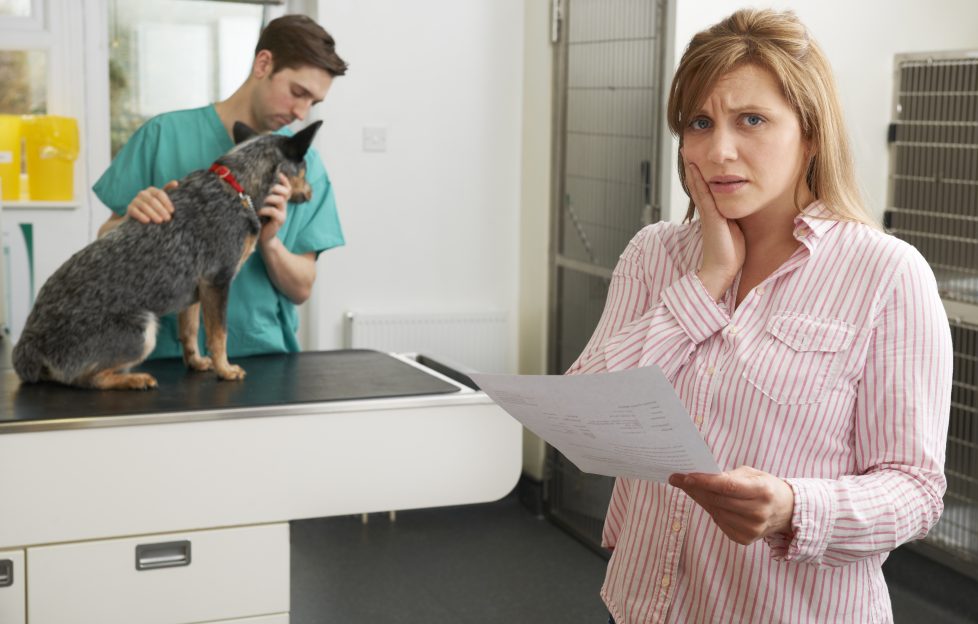All vet prescription fees could be potentially capped. Image shows woman holding vet bill looking very stressed about what it says. In the background a male vet is checking her pet dog on the medical table.