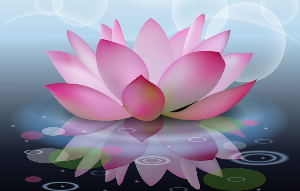 Abstract background with lotus, lotus flower on water.