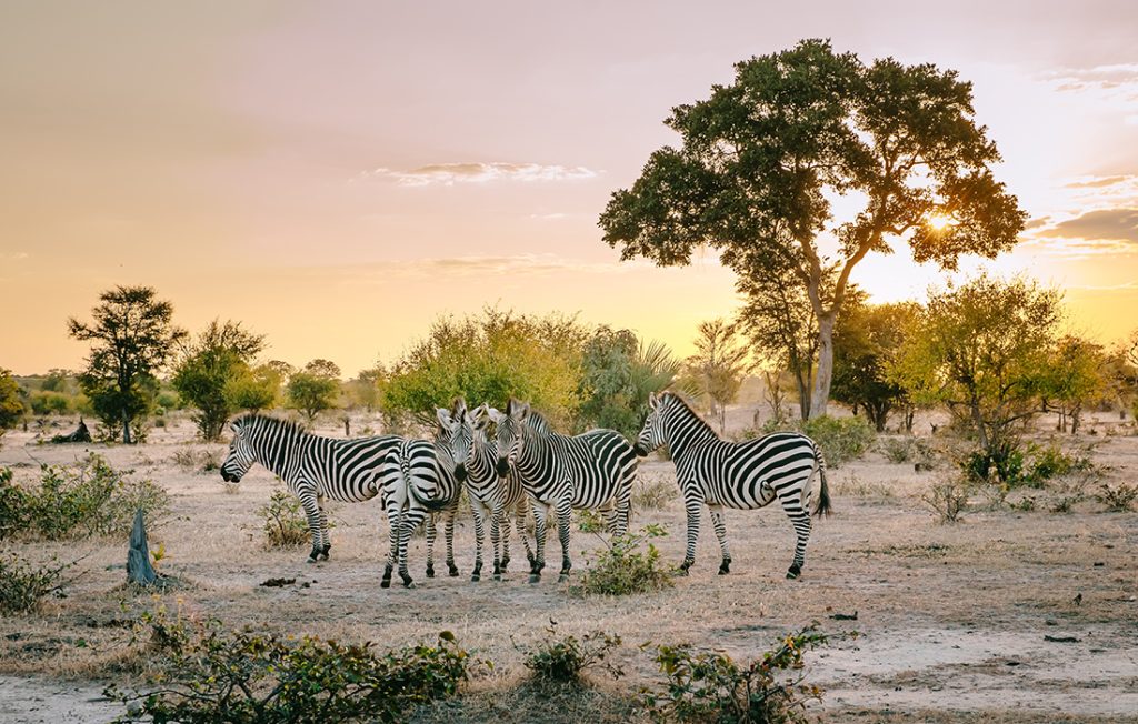 African sunset with zebras gathering