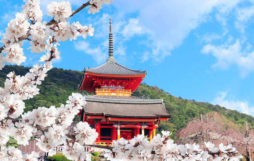 Kiyomizu-dera Temple (Clean Water Temple) and pink sakura flowers. Spring time in Kyoto, Japan