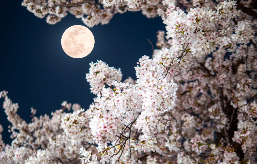 Full Flower Moon 2026: Spiritual Meaning and When to See it