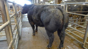 The top price Cast Cow at Stirling on February 8, from W Dick & Son, Mains of Throsk, which realised £1700.