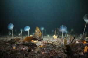 Holyrood launched a consultation last month to permanently protect the seabed of Loch Carron, but Argyll divers say it's in danger of becoming a 'paper park' without policing.
