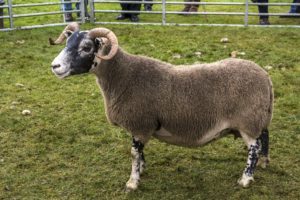 Champion of Champions - Colin Kennedy Trophy - Messrs McLarty Glentarken (Blackface ewe