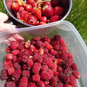 NO F27 berry harvest