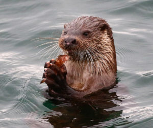 Meet Ollie of Dunollie | The Oban Times - Vimarsana News