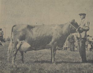 In 1971: Clochkeil farmers J and M Barr once again stole the show at Kintyre Agricultural Society's annual big day out at Anderston Park, Campbeltown. On a day blessed with uninterrupted sunshine, their prizewinning Ayrshire cow won the premier award in the cattle section, the Overhead Ayrshire Championship. The Barrs also won many other trophies and awards for their cattle.