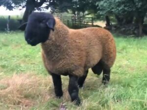 The sheep champion from Jack MacDonald, Daill, Islay.