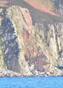 A section of steep rockface has collapsed on Davaar. Photograph: Graham Hall.